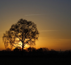 Die Gatower Rieselfelder