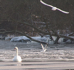 Vogelparadies Insel Imchen