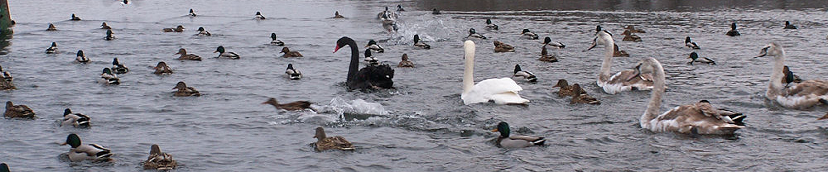 Segler auf der Havel